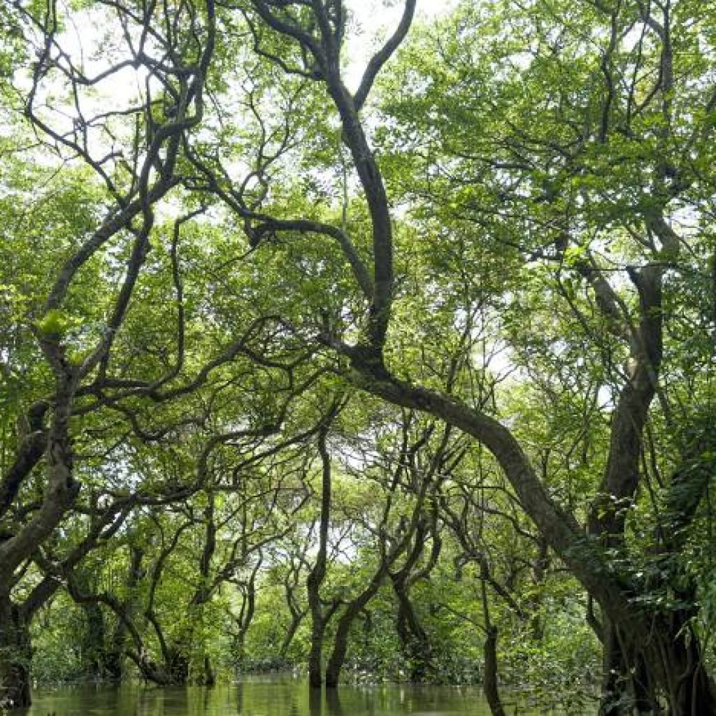 Ratargul