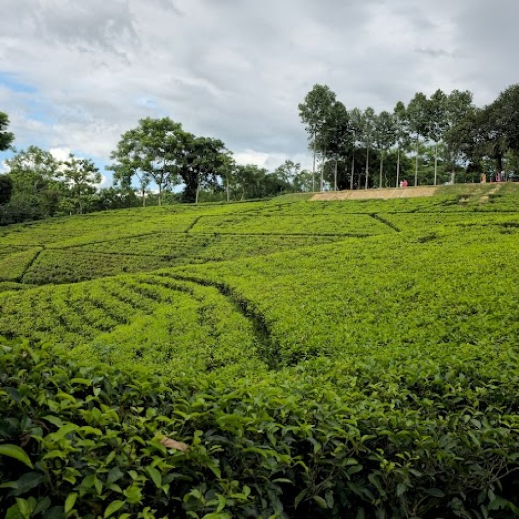 Sreemangal